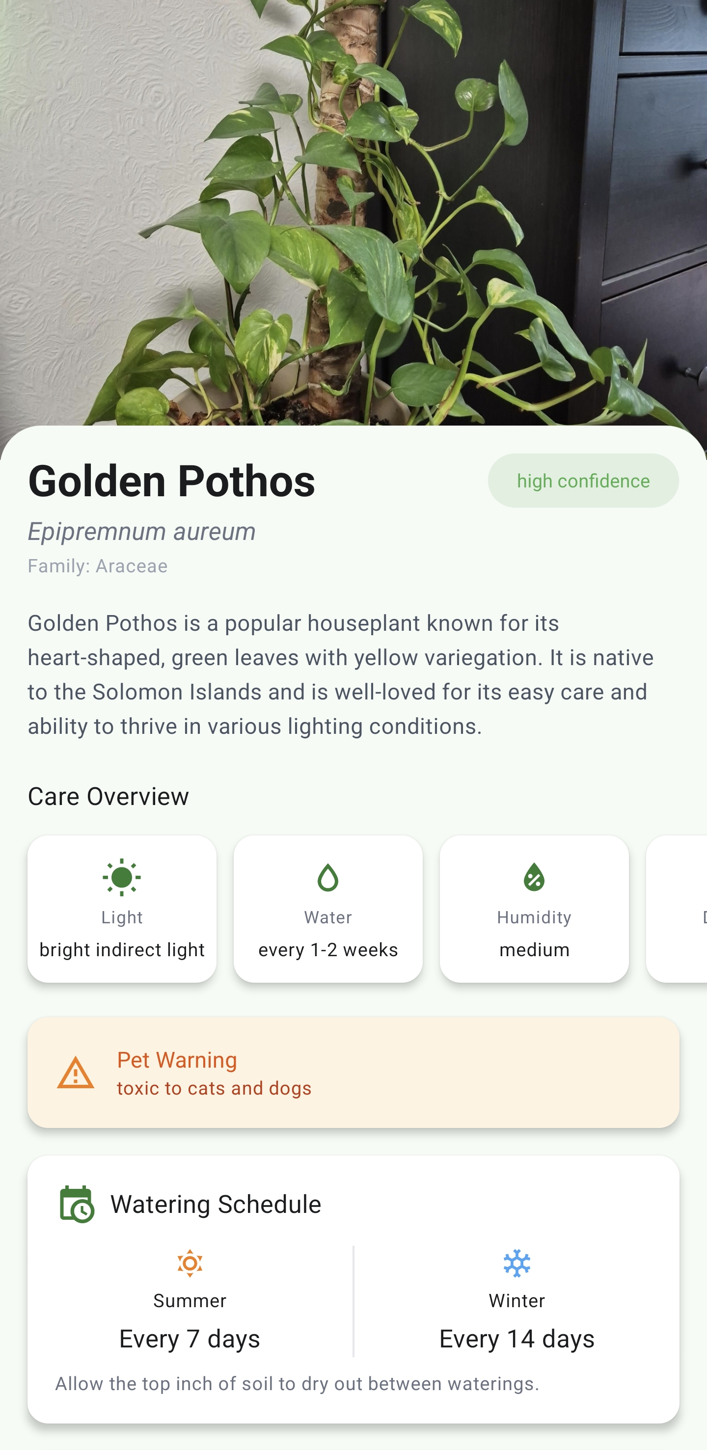 PlantSense AI plant identification showing Golden Pothos with care overview and watering schedule